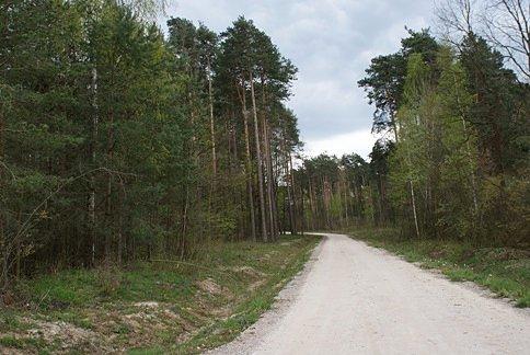 Leśna trasa szybkiego ruchu ;)