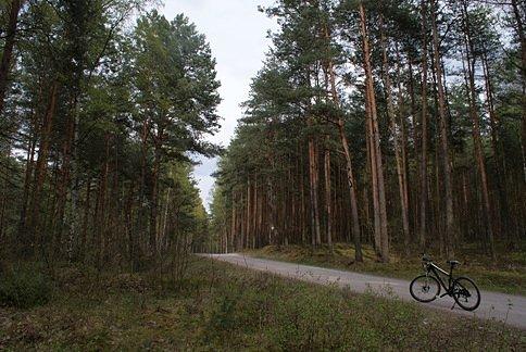 Kolejna leśna trasa szybkiego ruchu ;)