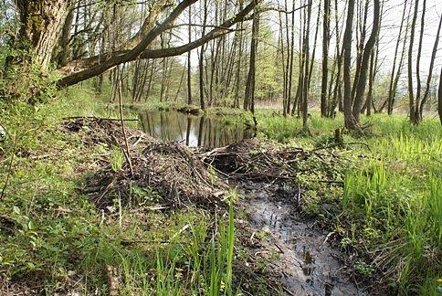 Oj nie ładnie tak, nie ładnie bobry