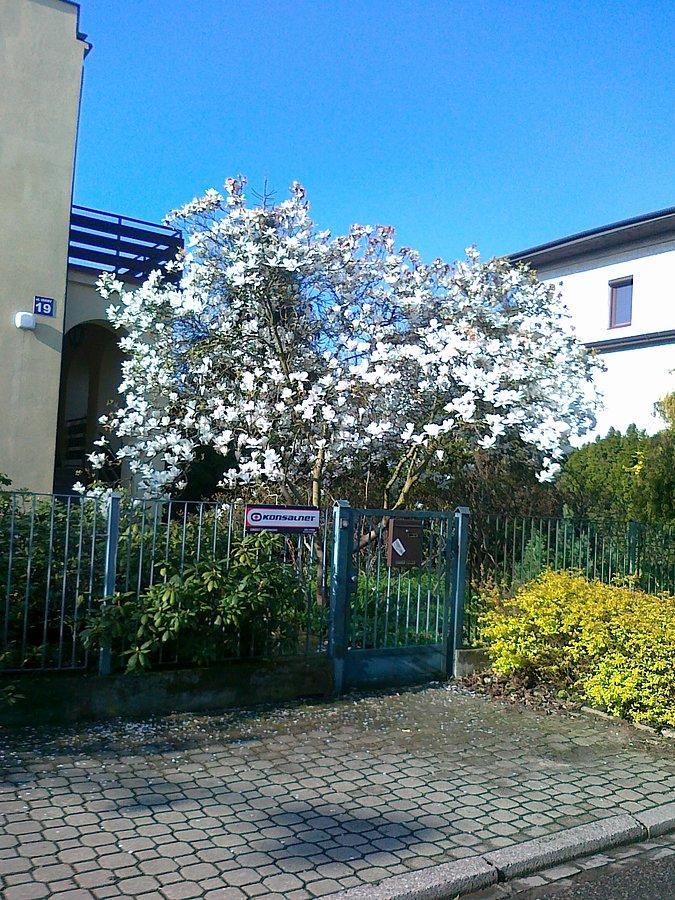 Kwitnące magnolie