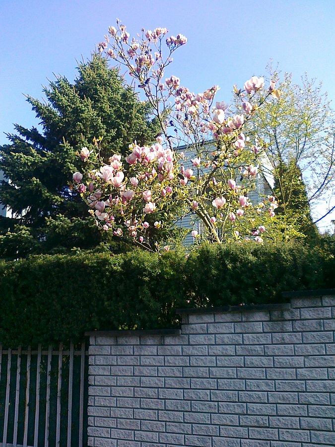 Kwitnące magnolie