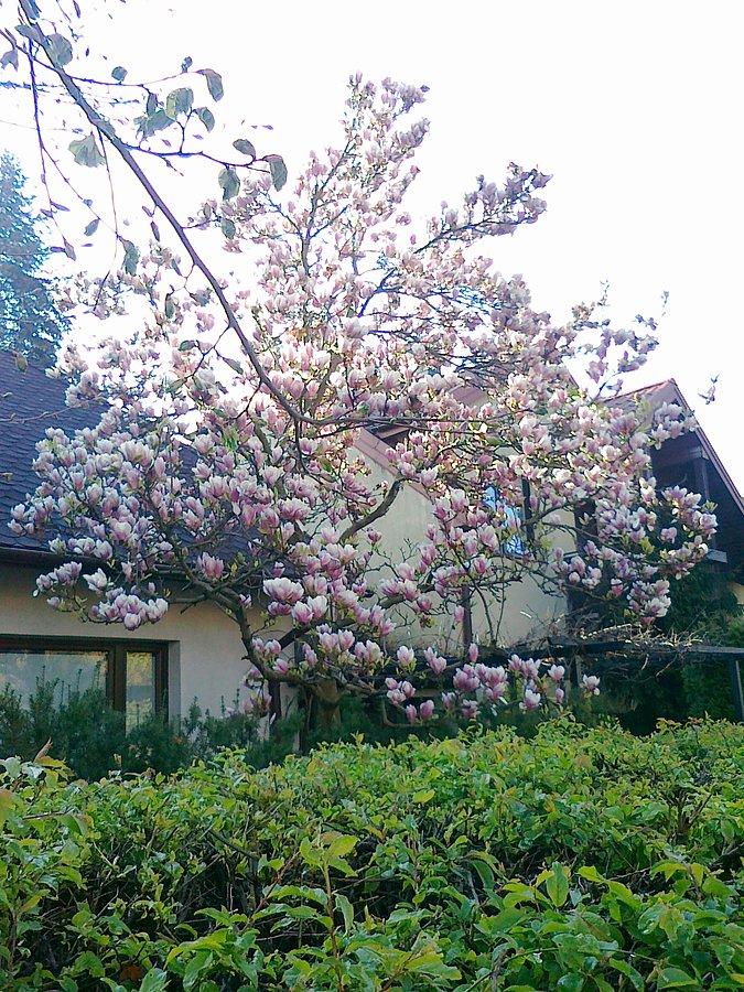 Kwitnące magnolie
