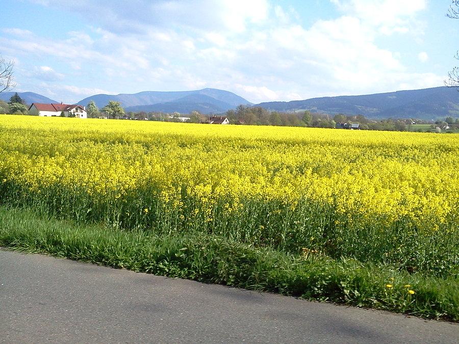 Widok na Trawny