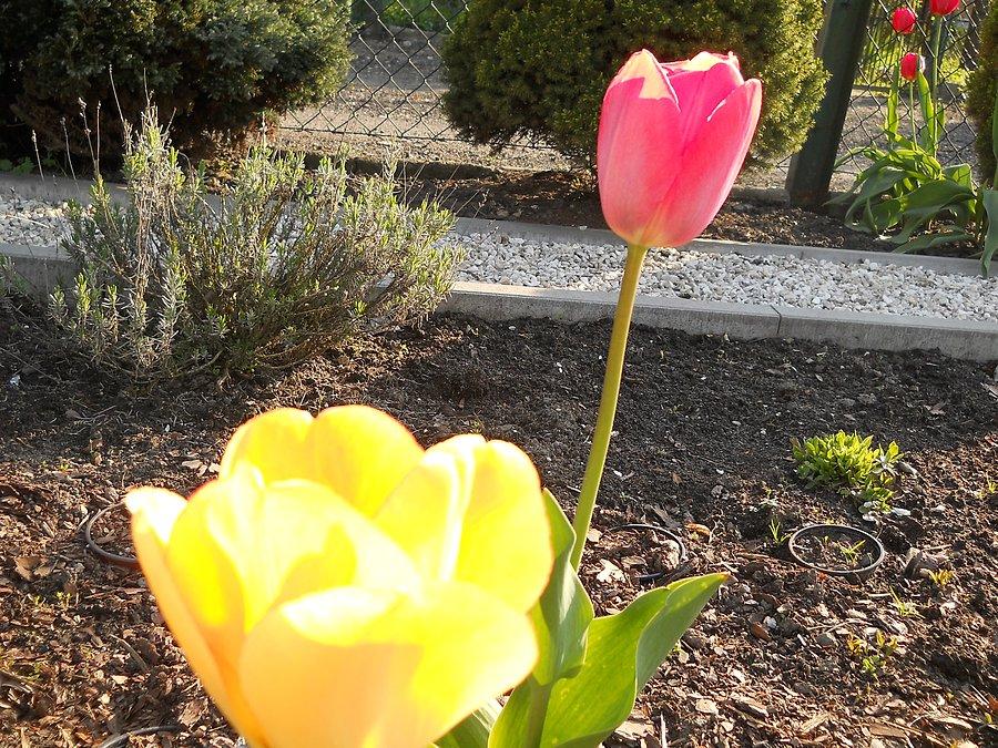 Oryginalne tulipany prosto z Holandii