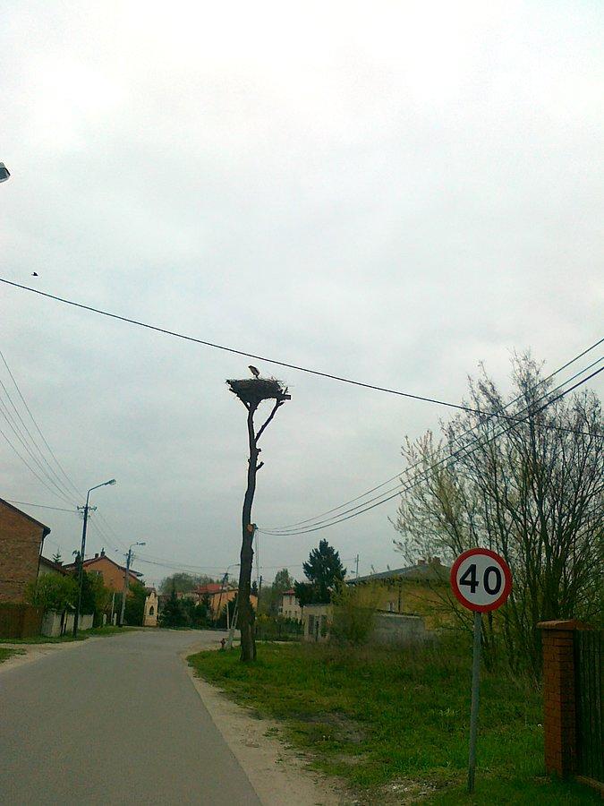 Bocian stojący w gnieździe