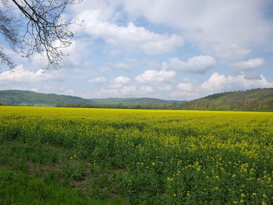 Pogórze Przemyskie. Okolice Krasiczyna