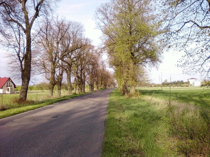 Aleja lipowa koło Nieborowa