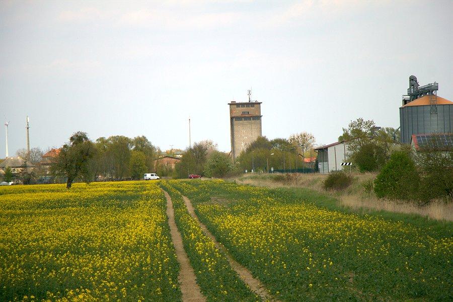 Przez rzepak do Casekow