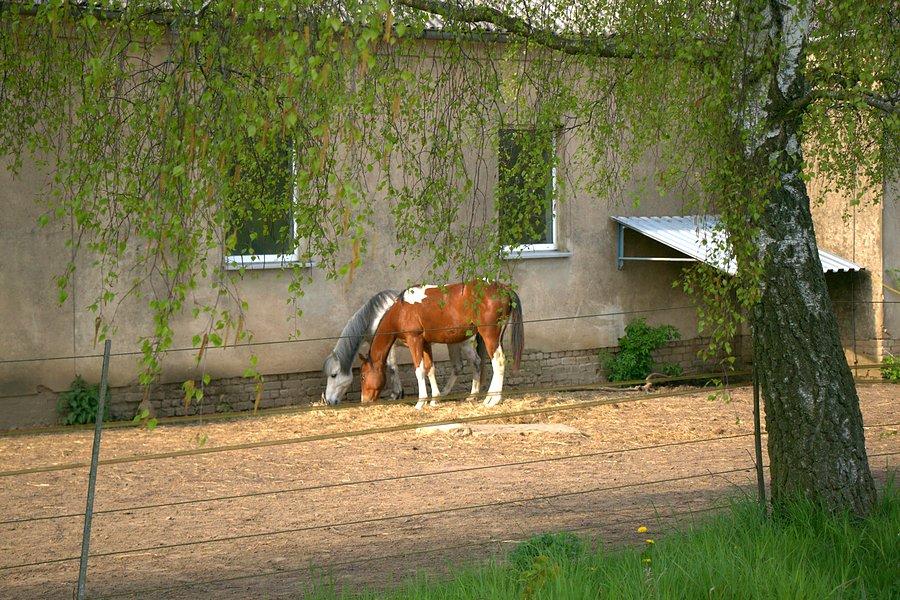 Koniki w Gatow