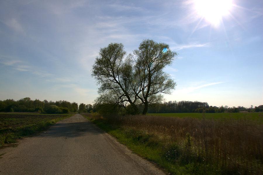W drodze do Dębicy
