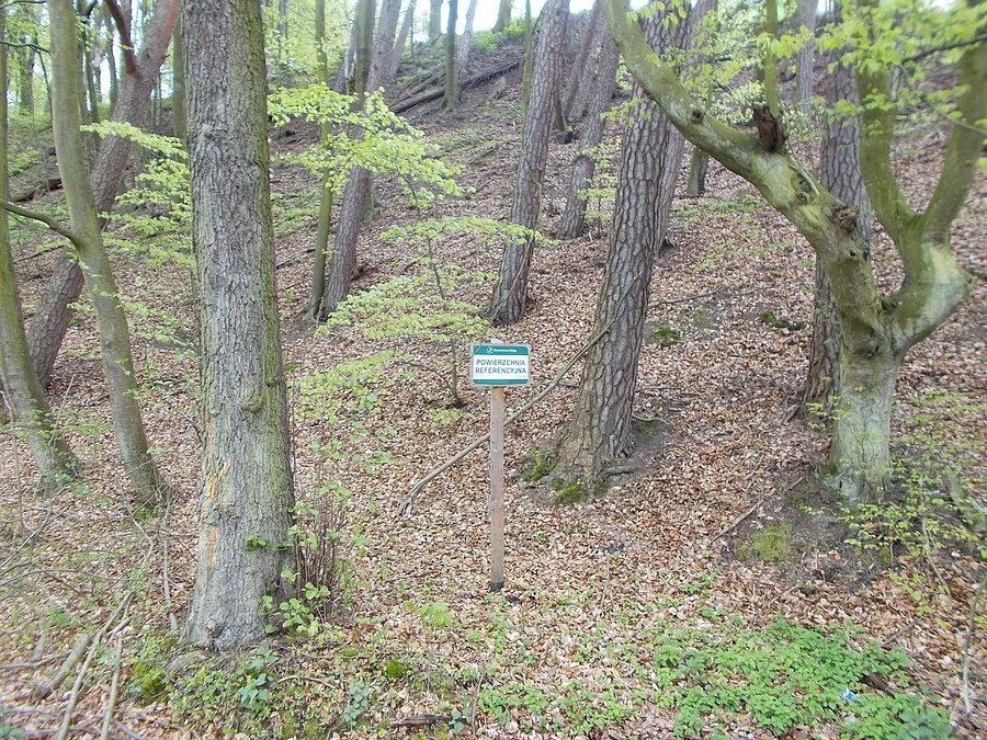 Powierzchnia referencyjna