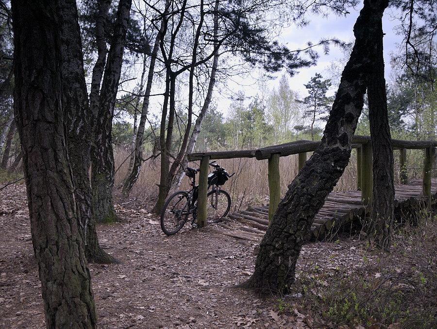 Torfowisko w Rąbieniu przy kładce widokowej