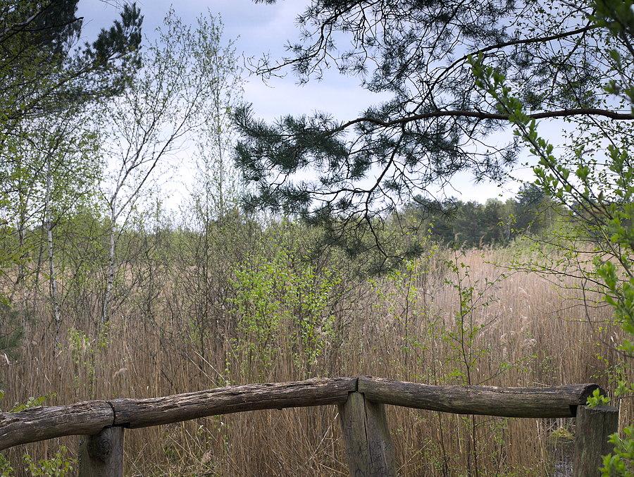 Rezerwat "Torfowisko Rąbień" - widok z kładki widokowej