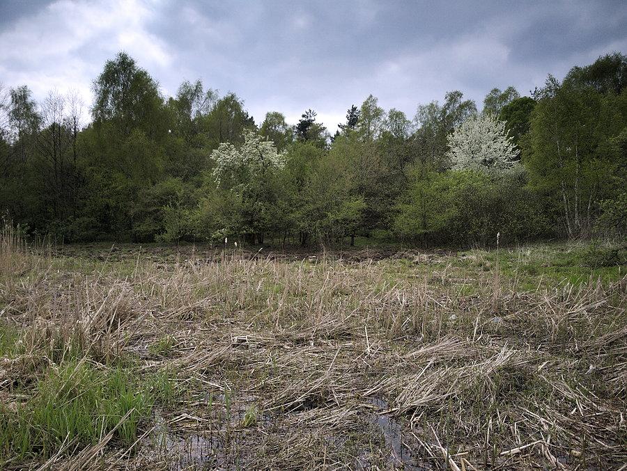 W rezerwacie w Rąbieniu