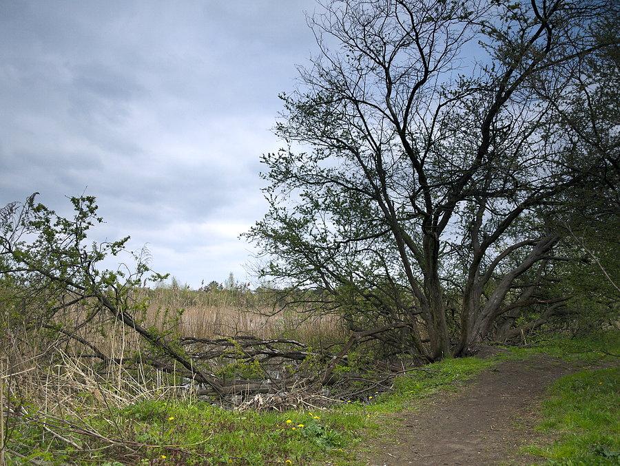 Rezerwat "Torfowisko Rąbień"