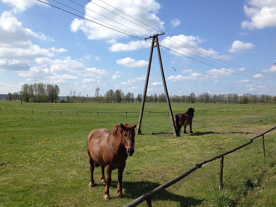 Koniki w drodze do Jędrzejewa