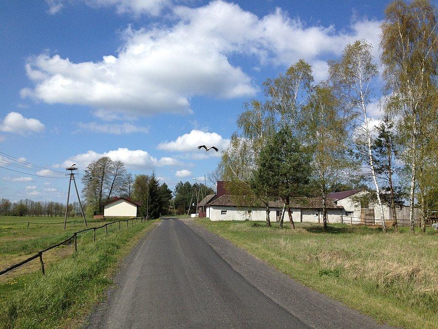 Startujący z gniazda bocian