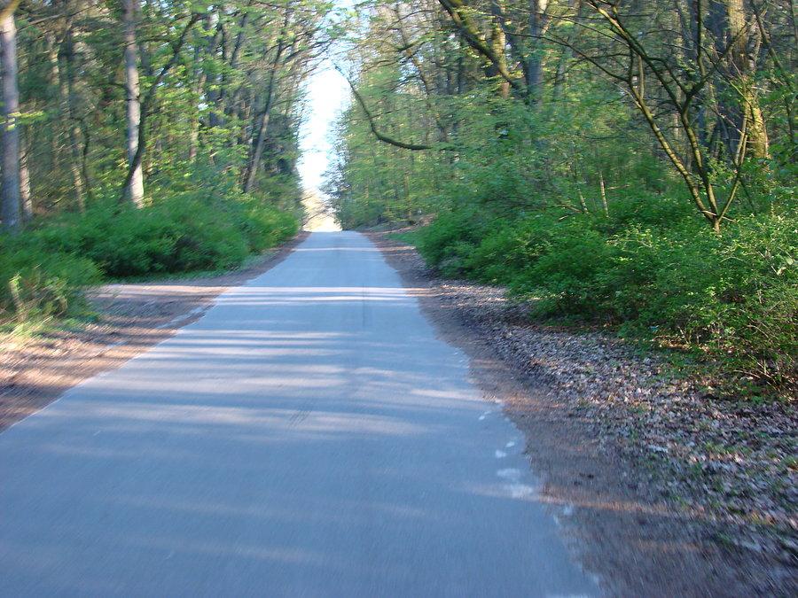 To już prawie autostrada ( jak na las)
