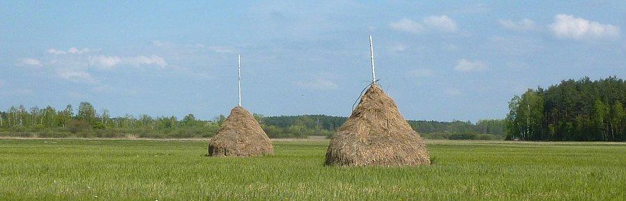 Siano na kampinoskich łąkach