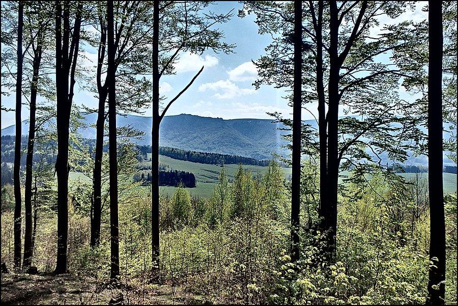Widoczek