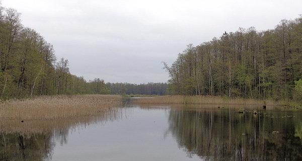 Puszcza Białowieska