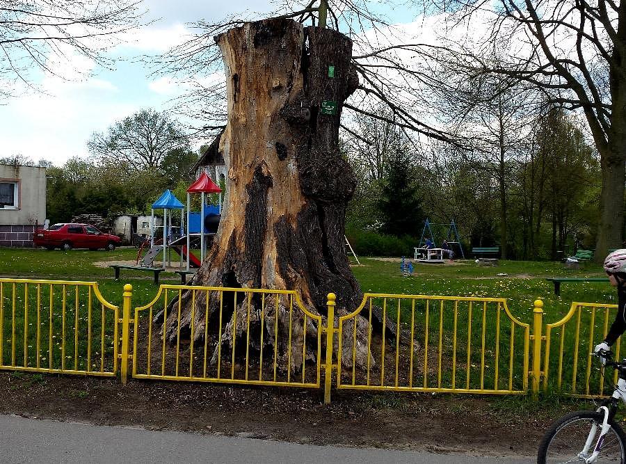 Dąb w Jezierzycach