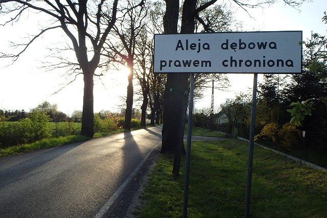 Aleja dębowa w okolicach Łysej Góry