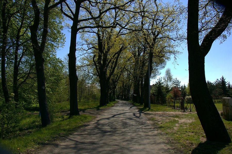 Aleja Dębowa w Stargardzie