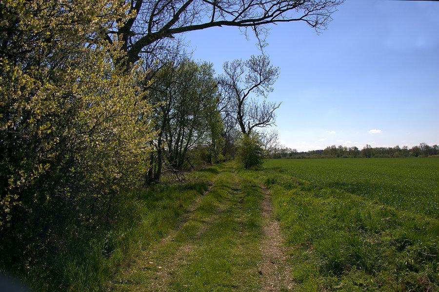 W kierunku Krąpieli