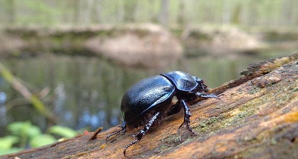 Żuk gnojarz (Geotrupes stercocrarius)