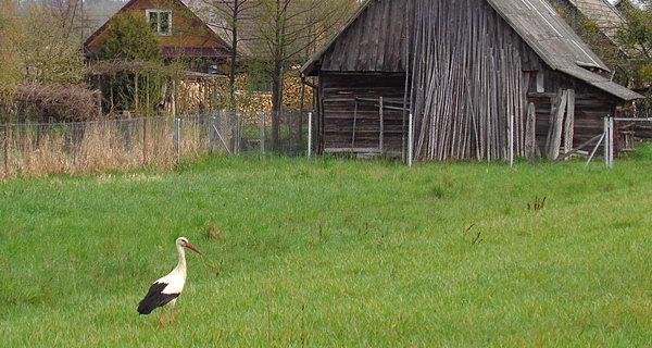 Bocian w Białowieży
