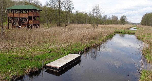 Wieża widokowa przy rzece Narewka