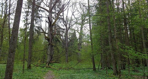 Dęby Królewskie