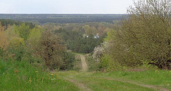 Puszcza Mielnicka widziana ze wzgórza w Serpelicach
