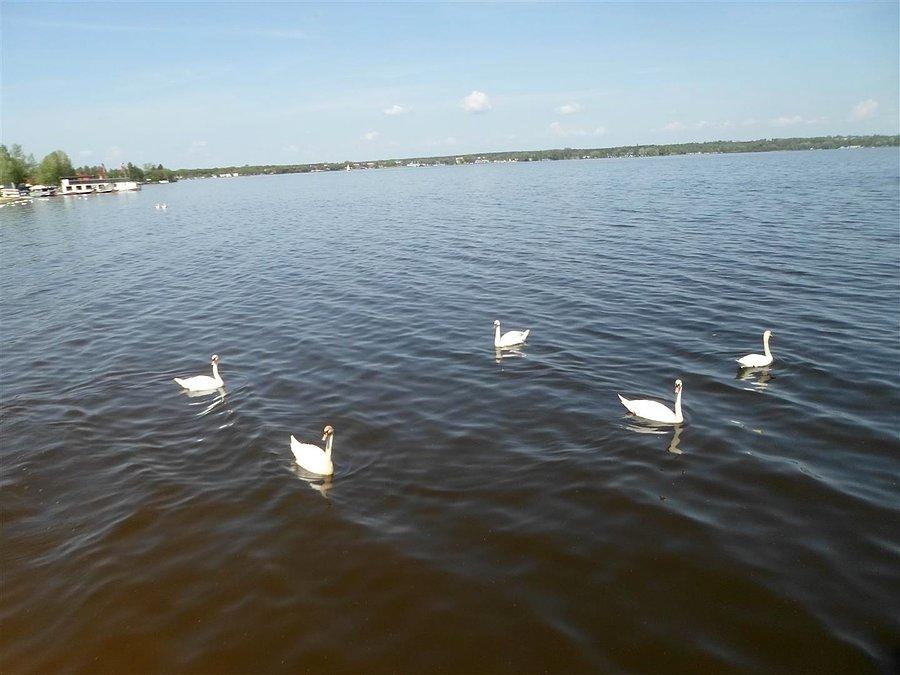 Jezioro łabędzie