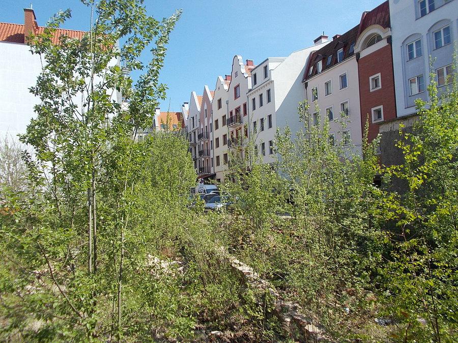 Nieplanowana zieleń