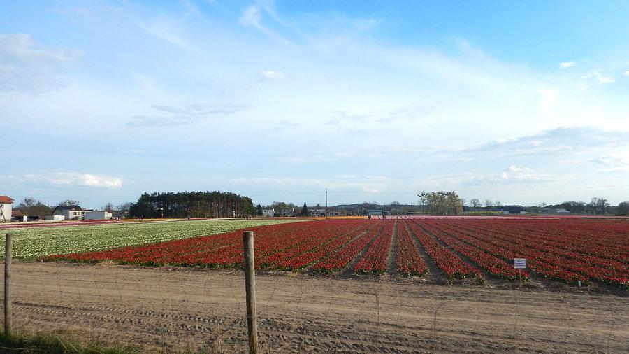Mnóstwo tulipanów w Chrzypsku Wielkim