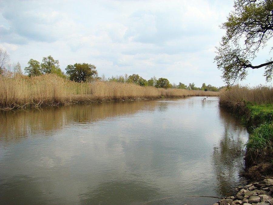 Barycz w okolicy Żabina
