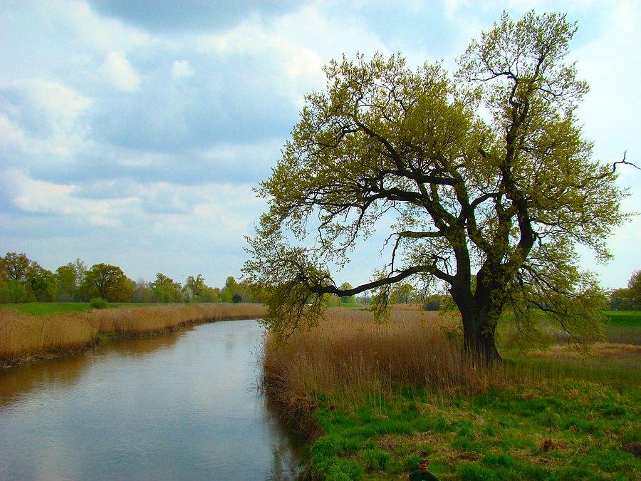 Zabytkowy dąb nad Baryczą przy moście w Żabinie