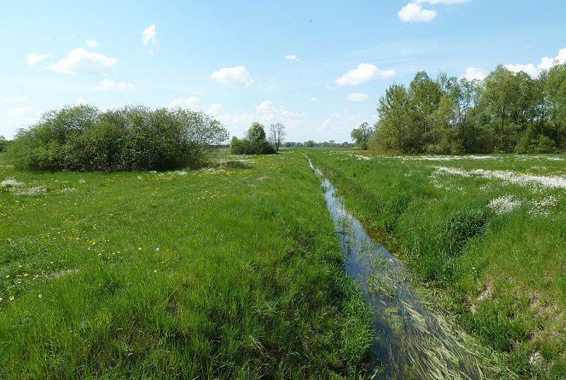 Zieleń