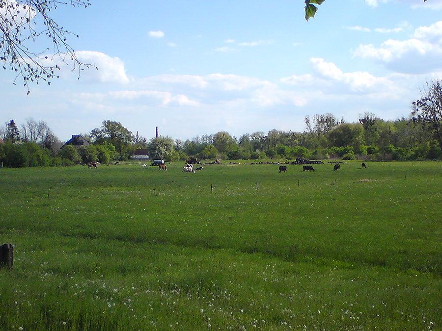 Krowisko w Popielowie