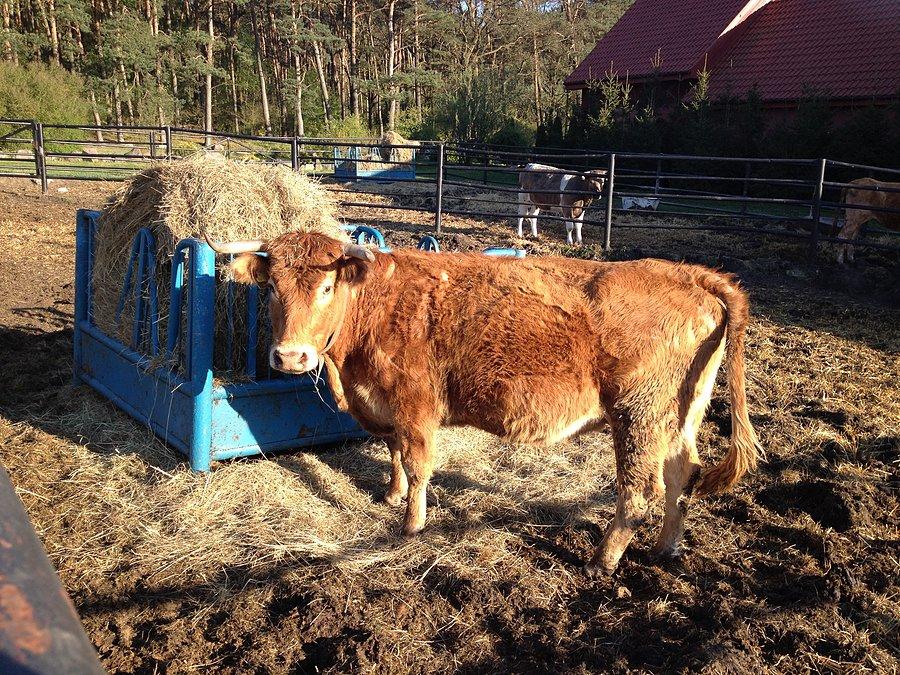 Na terenie gospodarstwa agroturystycznego Dębowiec