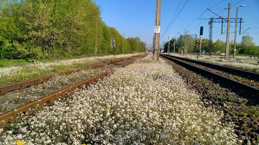 Biało