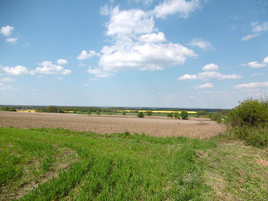 Widoczek za Wołowem