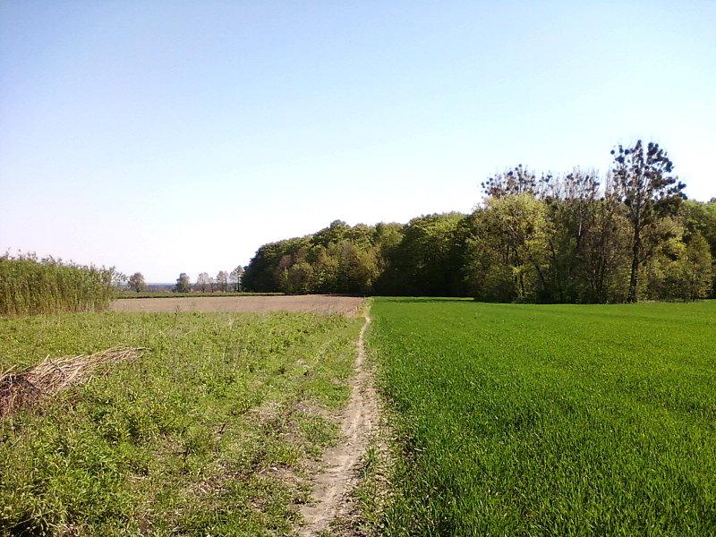 Szlak do Lasu Janinowskiego