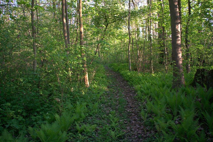 Ścieżka z Wierzchlądu na moją ulubioną miejscówkę