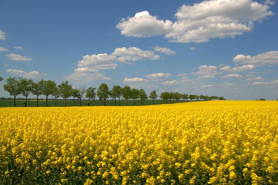 Przy drodze do Stryżna