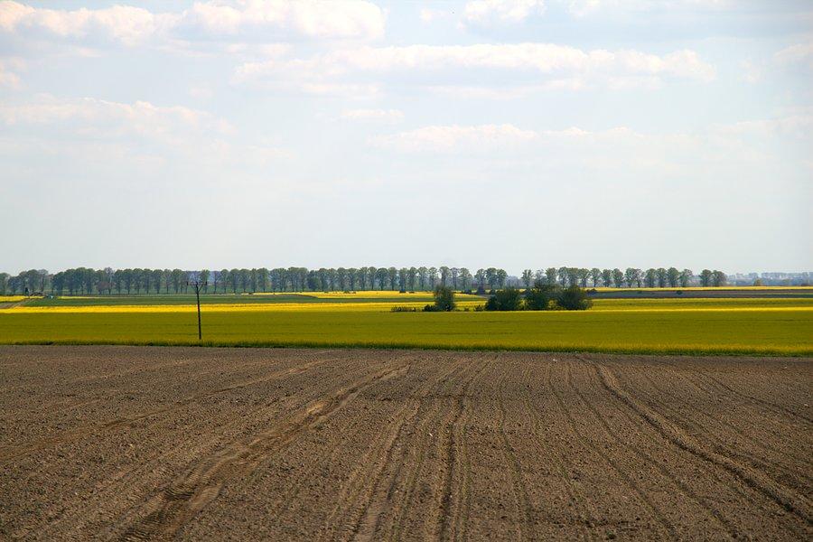 Widok z drogi Koszewo - lotnisko