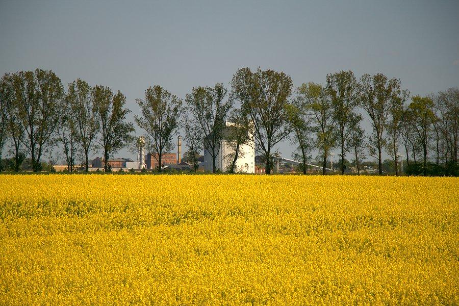 Cukierniczka widziana z drogi do Giżynka