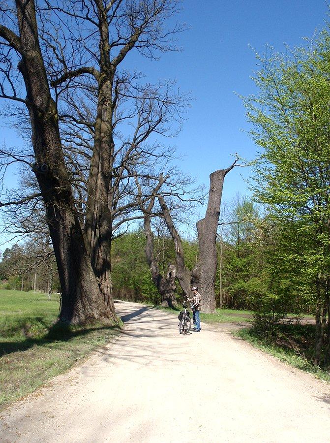 Dębowa aleja